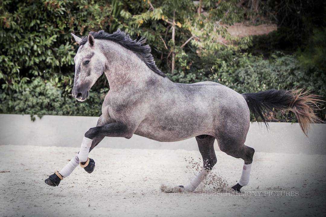 Tempérament du cheval : Le guide complet
