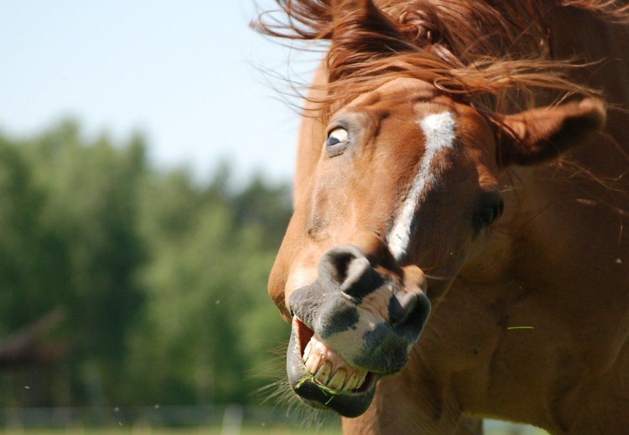 Les tics de chevaux les plus étranges