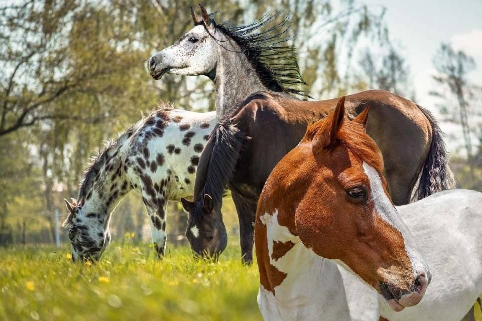 Top 10 des races de chevaux populaires