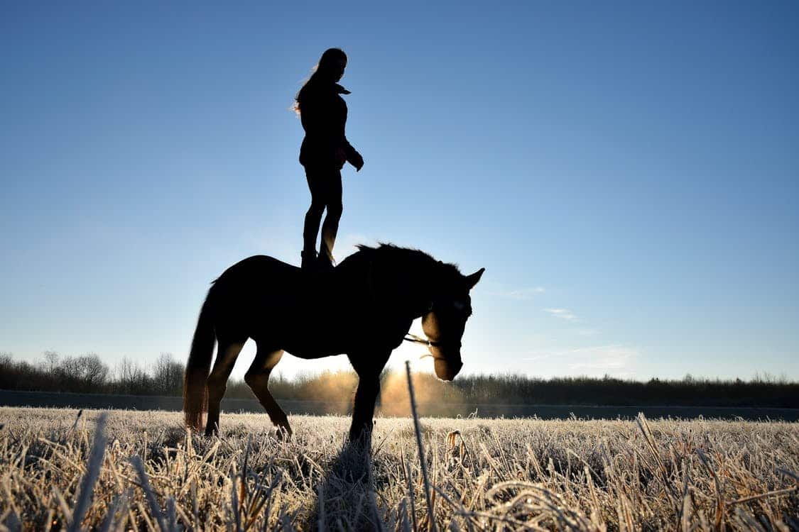 5 tours de magie à apprendre à son cheval