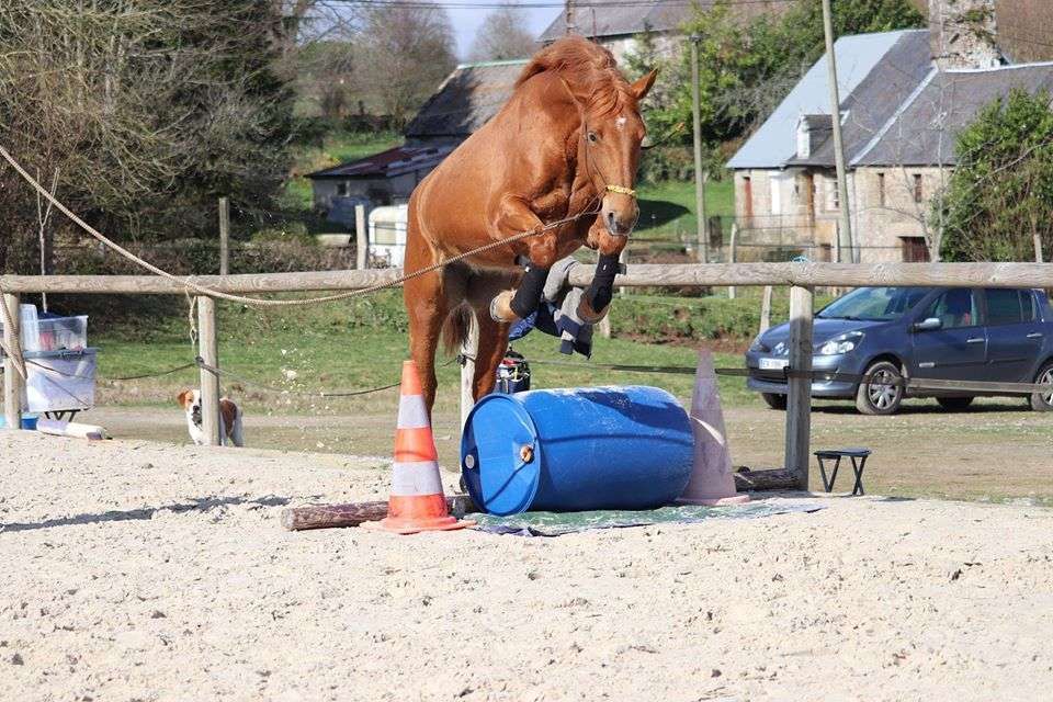Travail à pied du cheval : Aborder l’essentiel