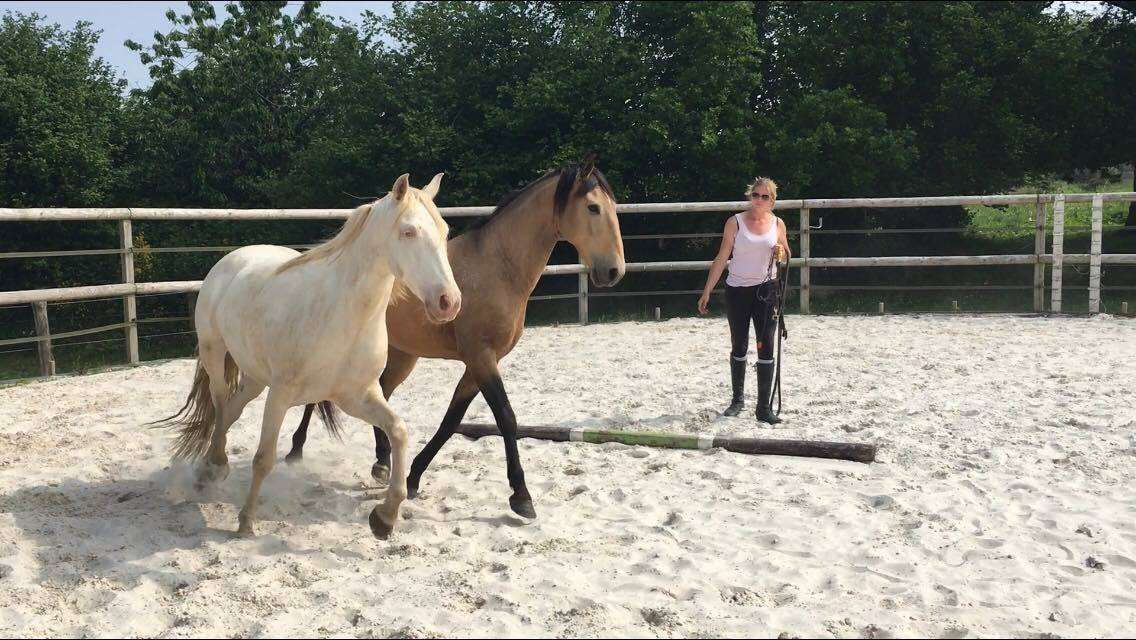 Travailler son cheval en liberté : Le guide complet