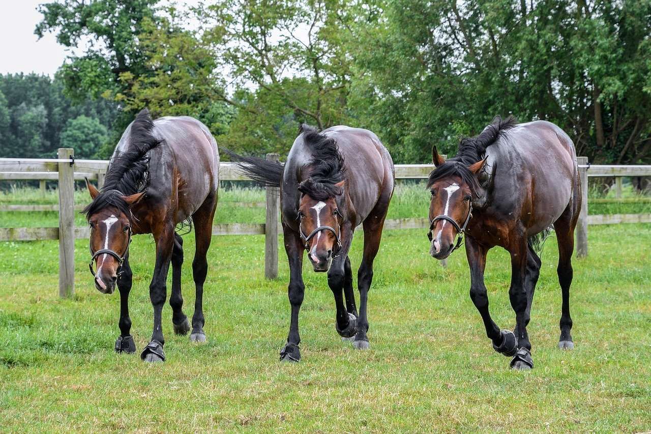 Les différents types de chevaux au pré