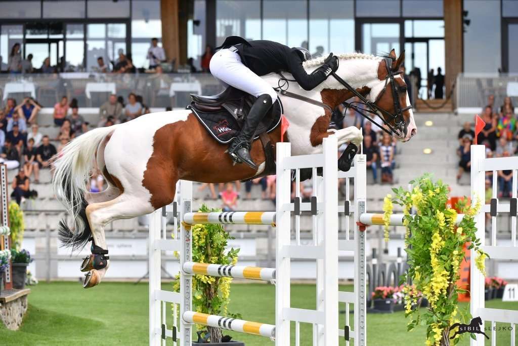 Top 10 des raisons d'avoir un cheval pie