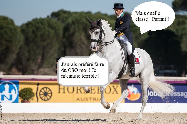5 types de cavaliers de dressage vus par les chevaux