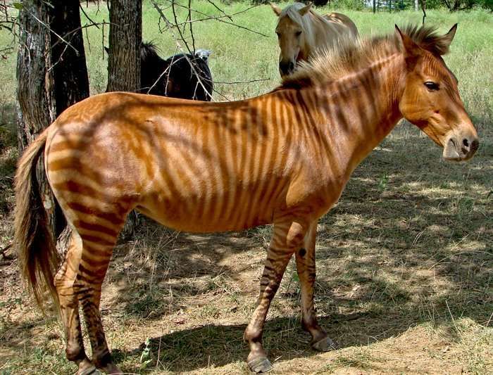 Les équidés hybrides, ces créatures étranges